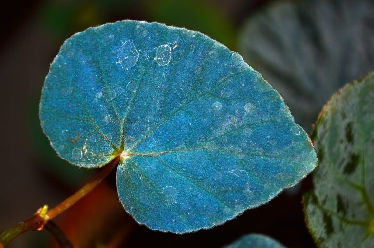 blue begonia leaves quantum mechanics