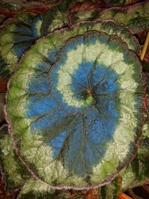 Click to enlarge blue begonia leaves quantum mechanics