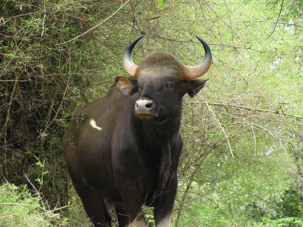 Wild gaur