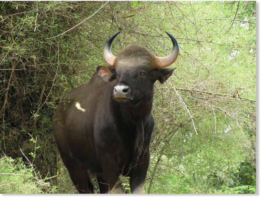 Wild gaur
