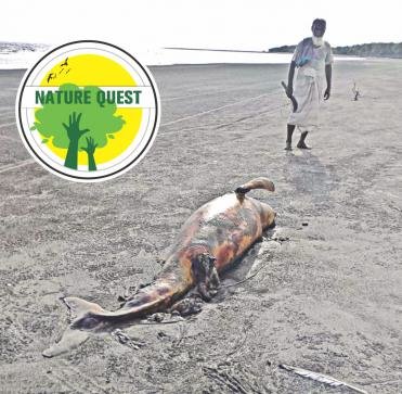 Dead dolphin