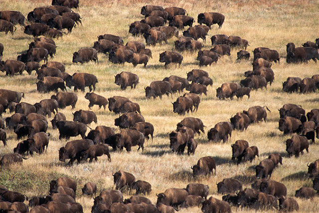bison