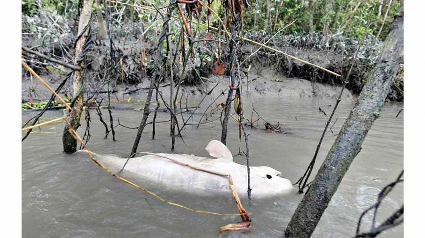 Dead dolphin