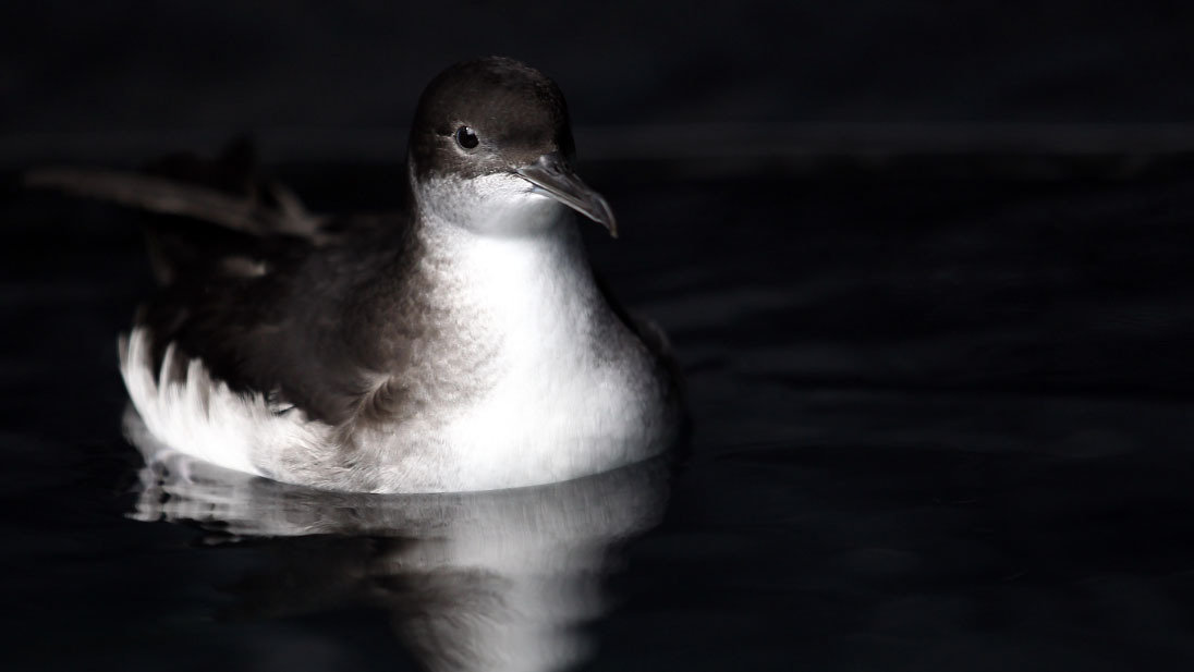 Shearwater