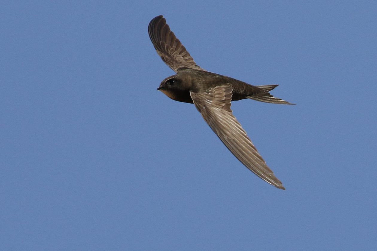 A Common Swift is in the sky. 