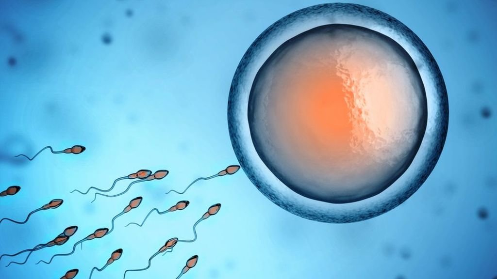 sperm and egg