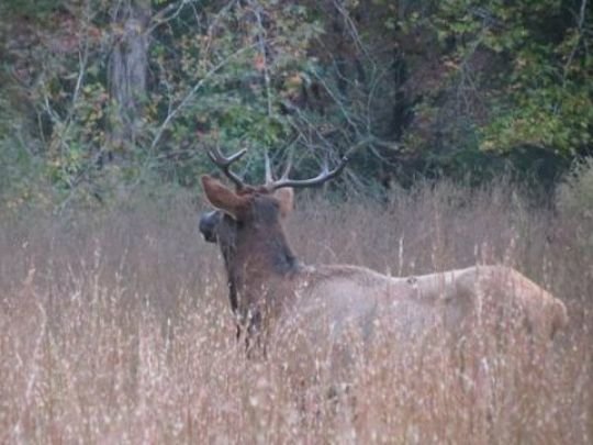 A wild elk was seen roaming in South Carolina for the first time in over two centuries.