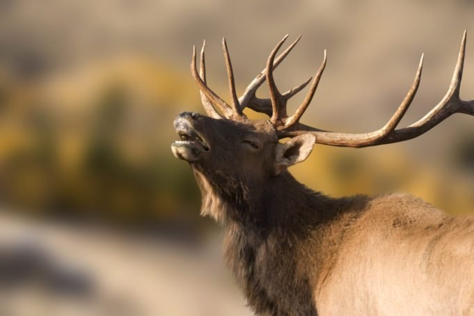 Bull elk