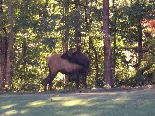 Click to enlarge A wild elk, spotted in Pickens County