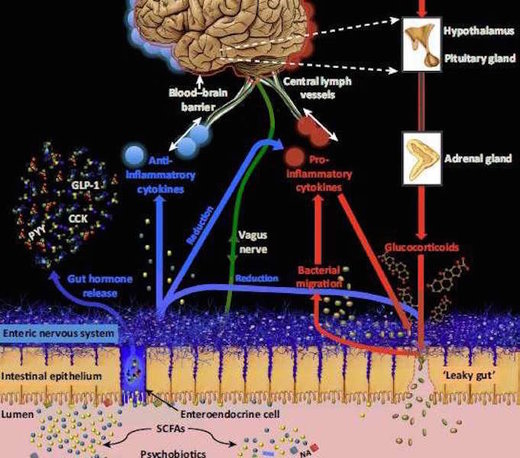 psychobiotics