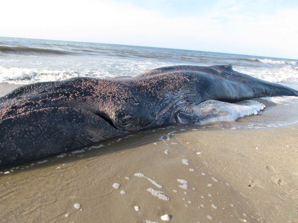 Dead whale on Bald Head Island