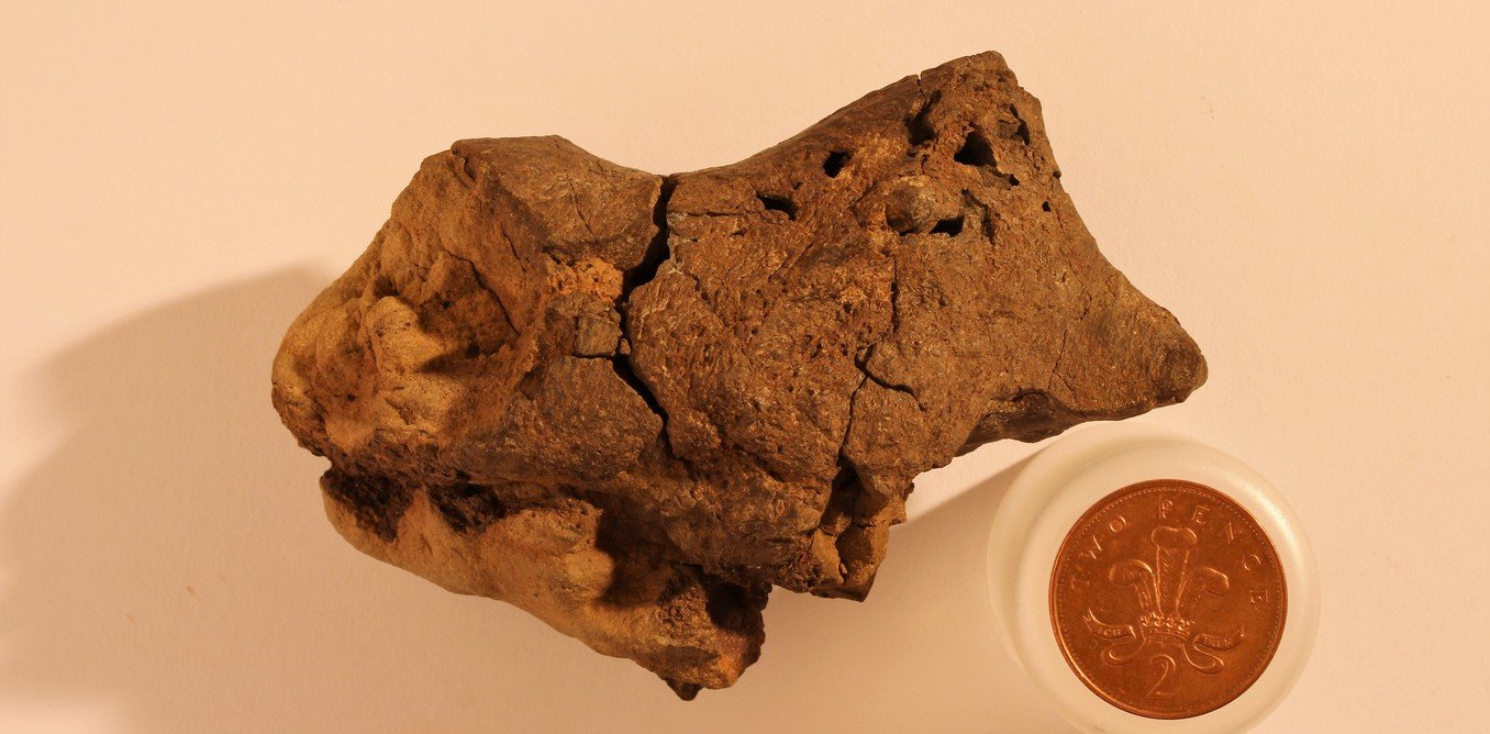 dinosaur brain fossil