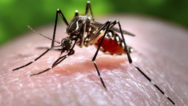 Click to enlarge Mosquito