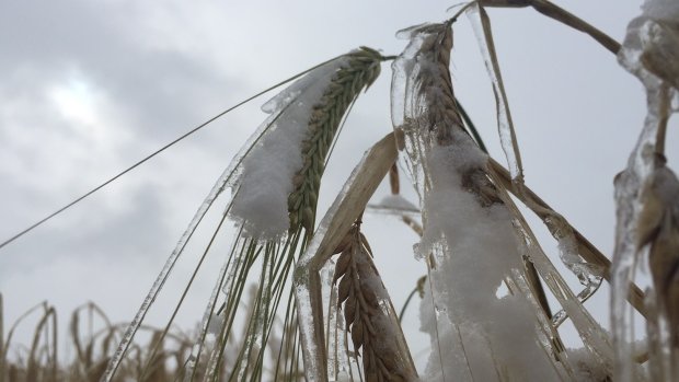 Snow on crops 