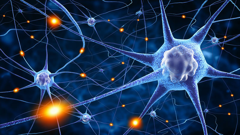 brain neurons neuroplasticity
