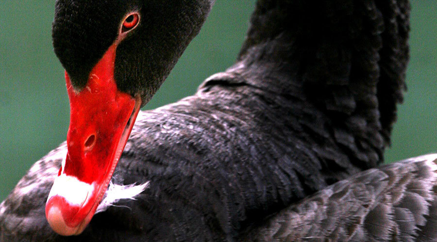 Black swan