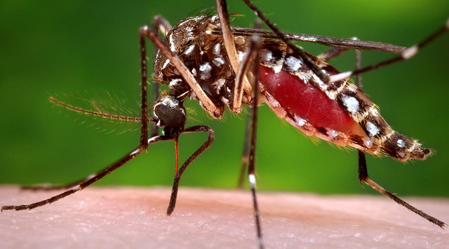 GM mosquito