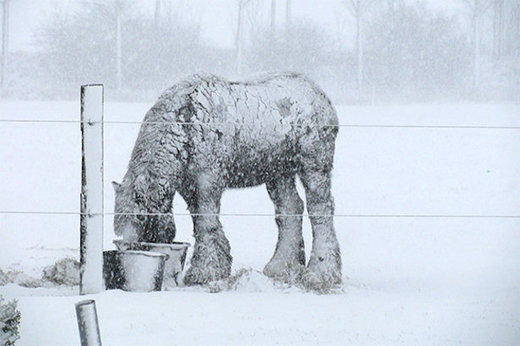 horse frozen yakutia russia
