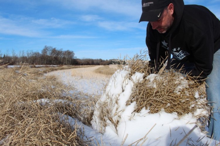 Click to enlarge Walter Fritsche inspects a bushel of snow-covered canola on his field east of Dawson Creek. Early snowfall caught Fritsche and other farmers in the region with crops still in the field.