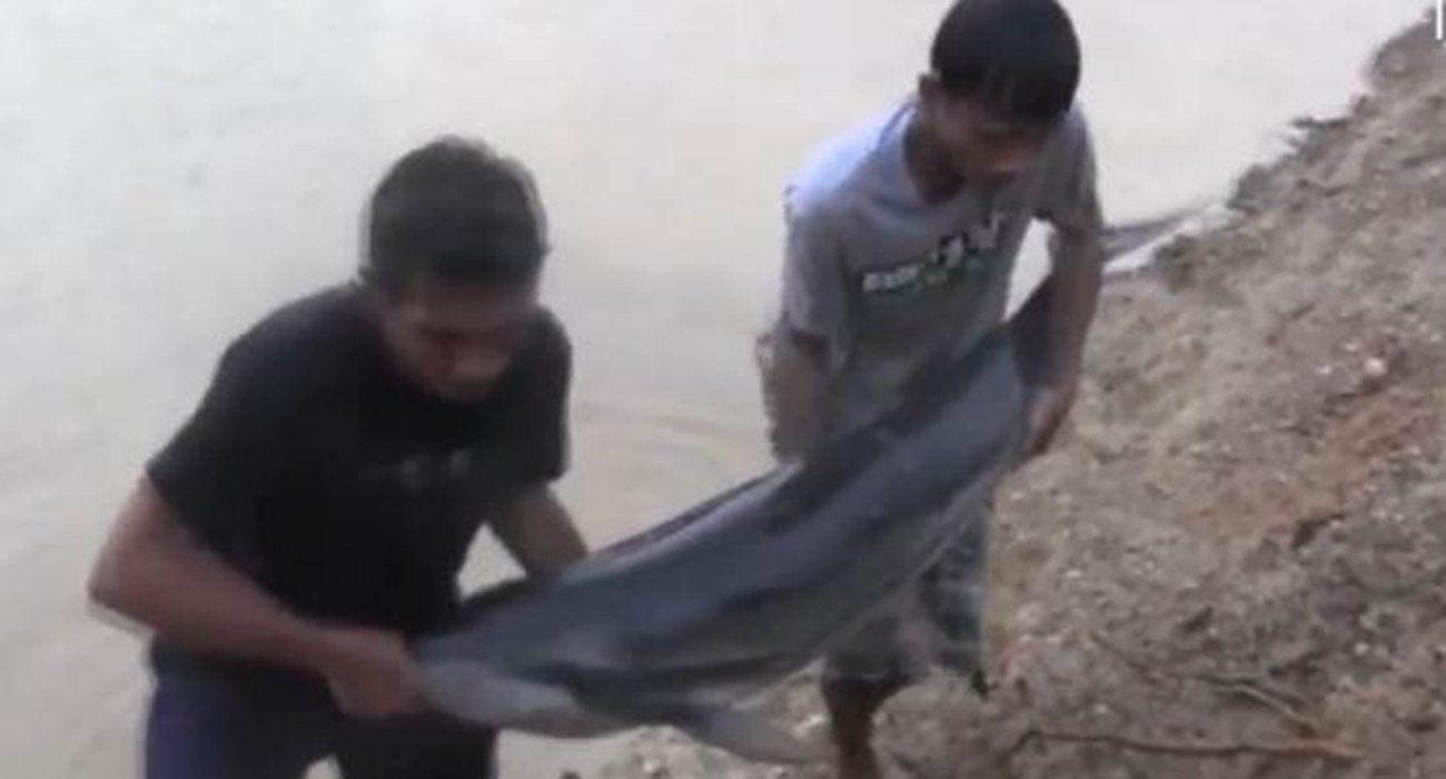 Dead dolphin