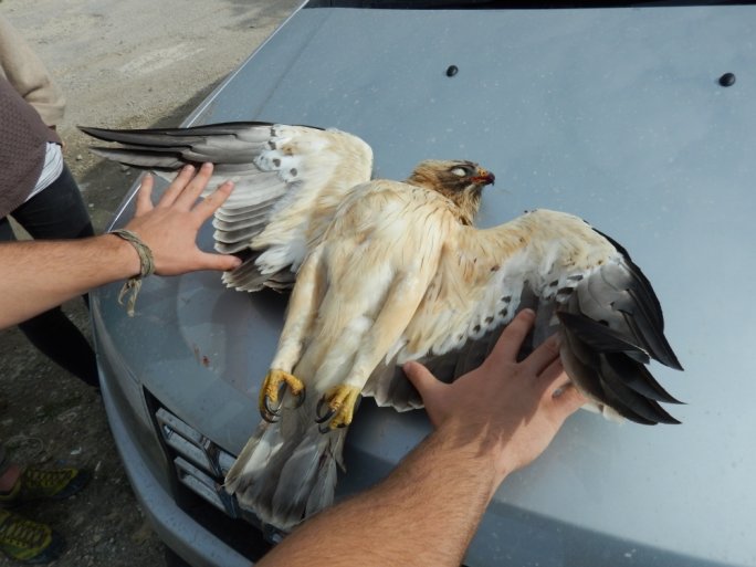 Click to enlarge Booted eagle