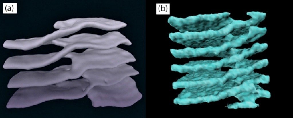  endoplasmic reticulum neutron stars