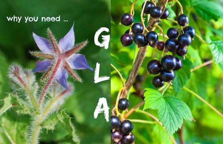 gamma linolenic acid