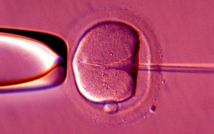 Click to enlarge fertilized egg
