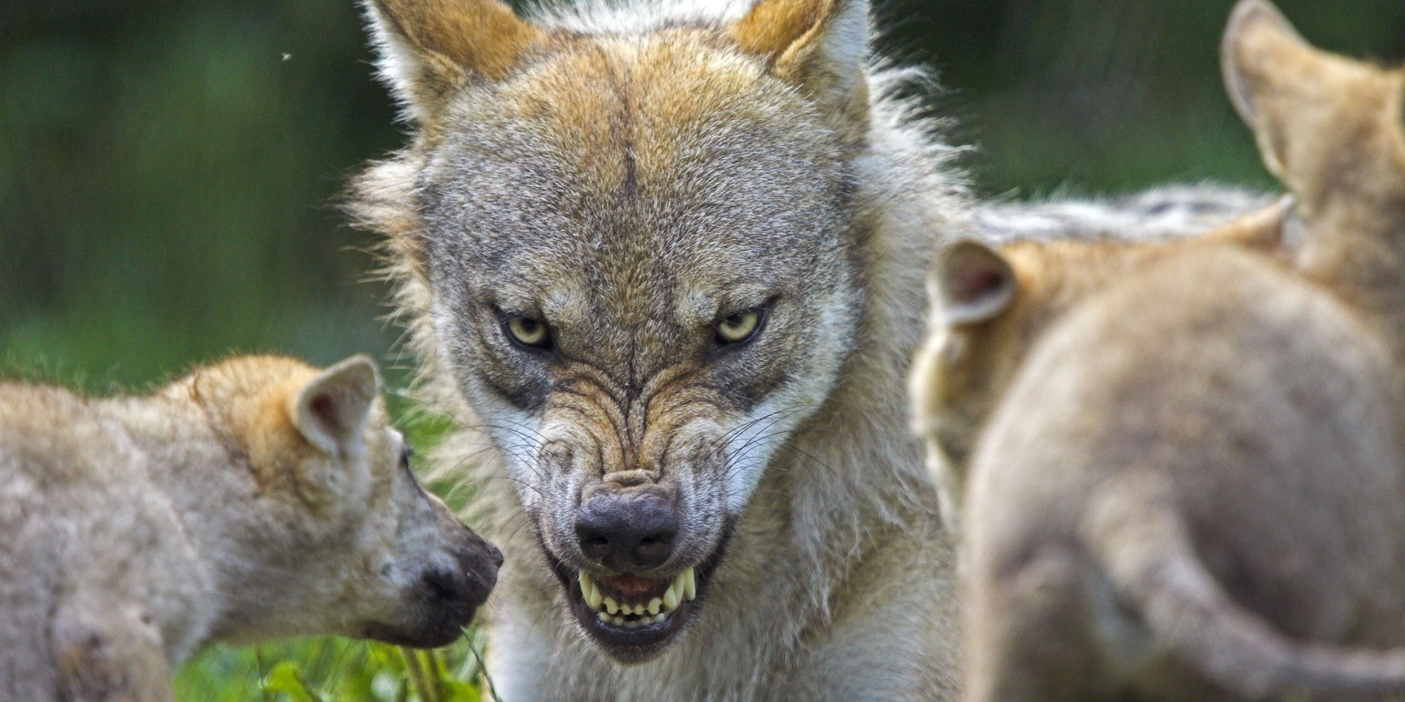 Indian wolf