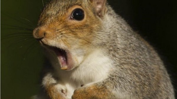 angry squirrel