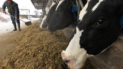 Click to enlarge dairy cows