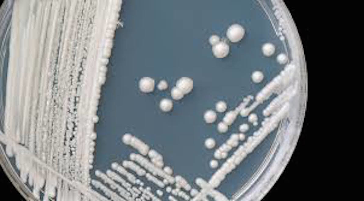 Click to enlarge Candida auris