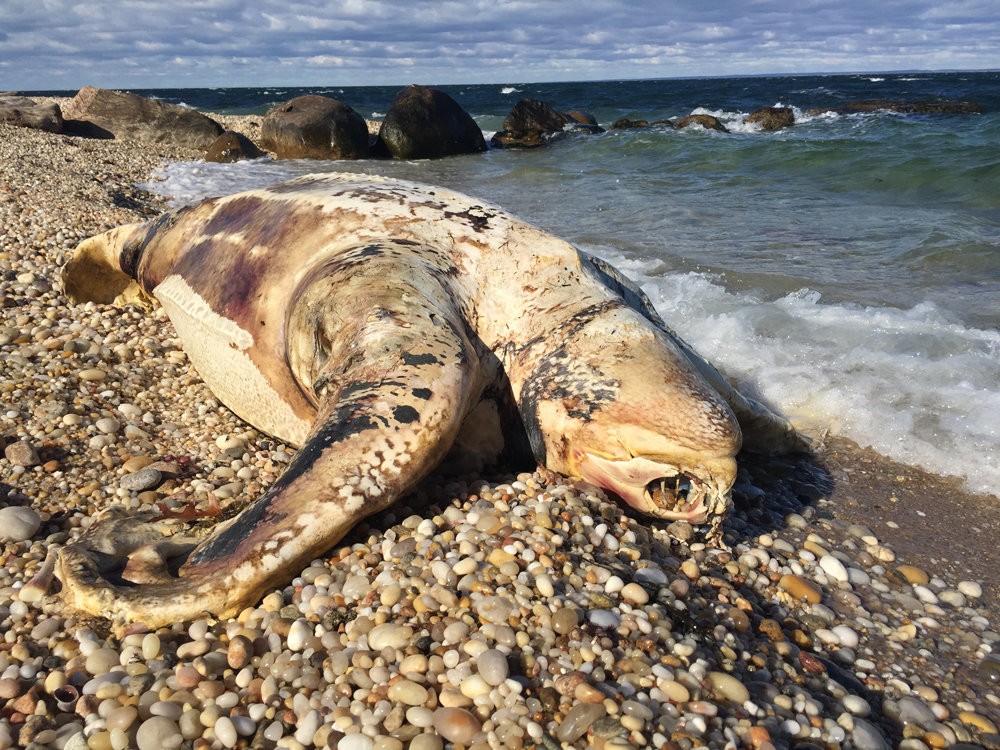Dead leatherback turtle 