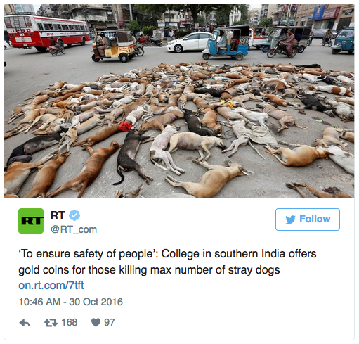 Click to enlarge stray dogs killed in Southern India