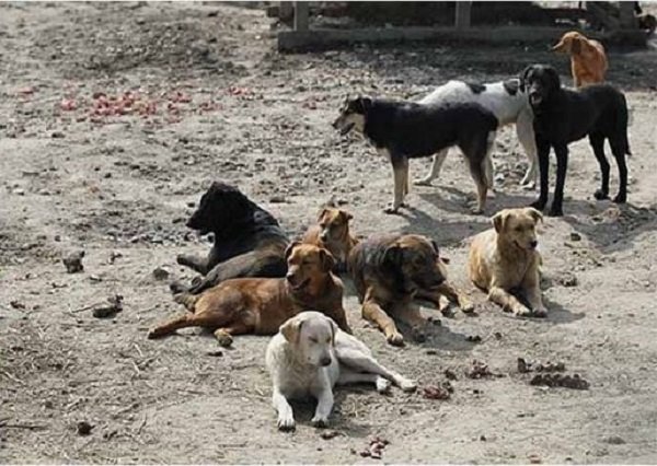 pack of dogs