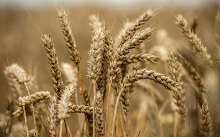 GMO wheat