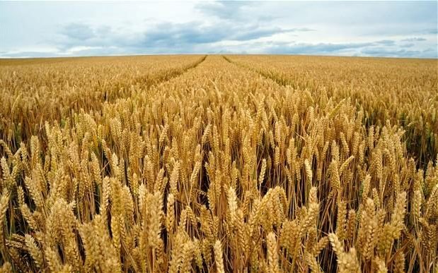 Click to enlarge GMO wheat