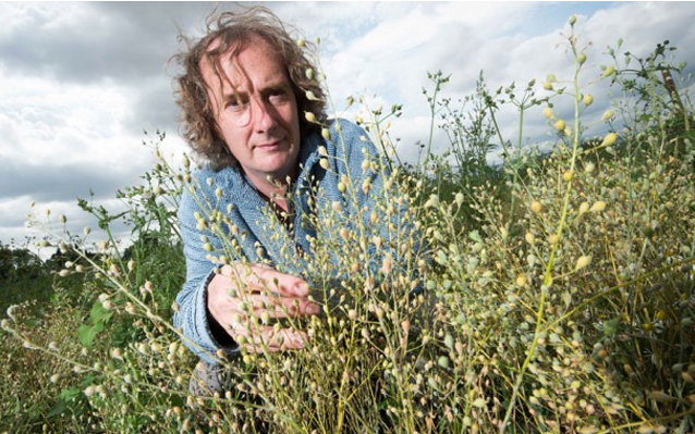 Click to enlarge GMO wheat