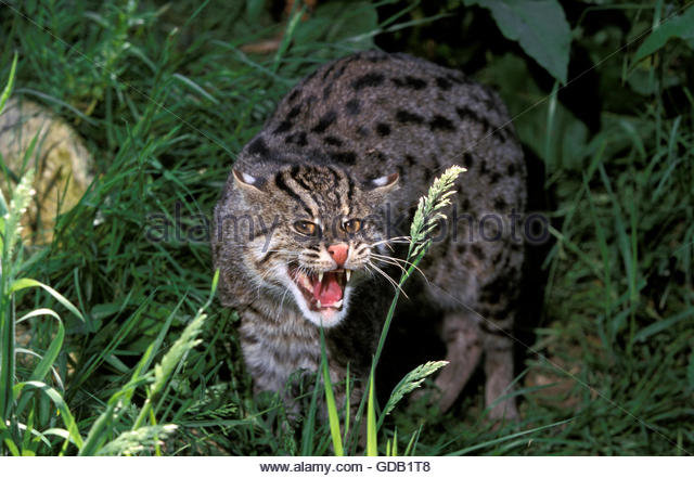 Fishing cat