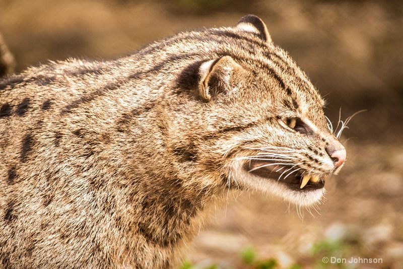 Fishing cat