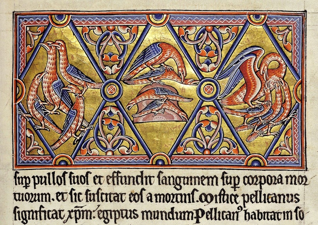Aberdeen Bestiary Pelicans