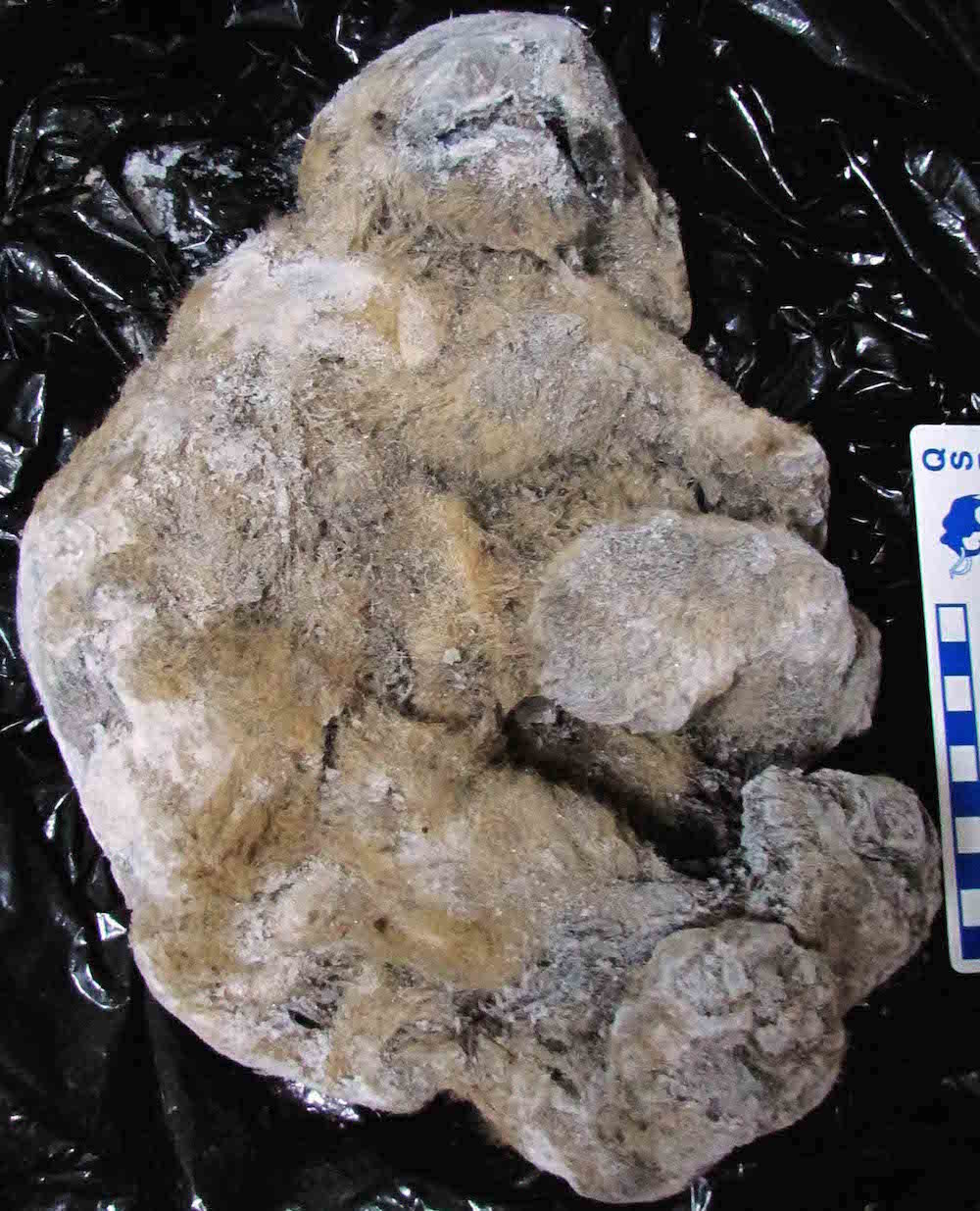 Click to enlarge Uyan Cave Lion Remains