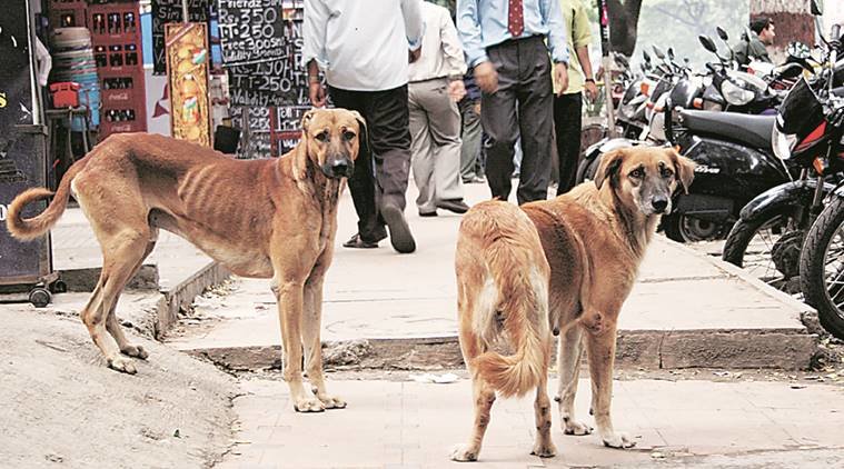 Click to enlarge Stray dogs