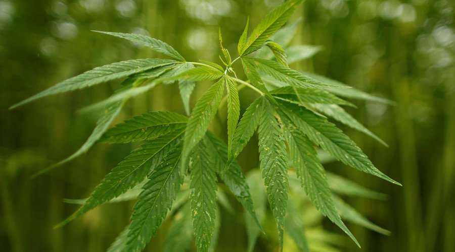Click to enlarge marijuana