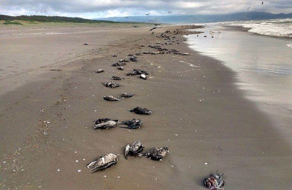 Dead birds