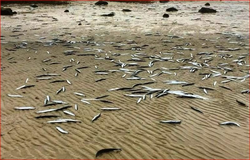 Dead fish