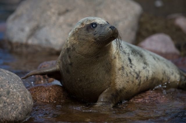Seal