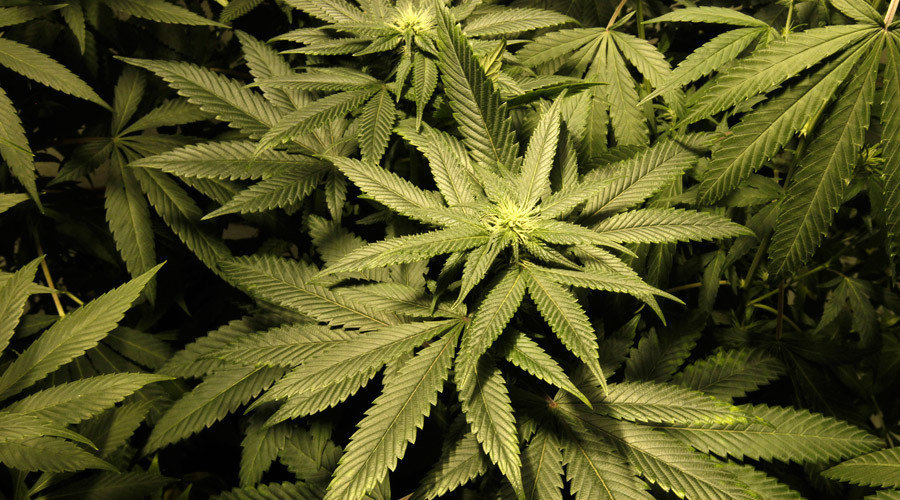 marijuana plants