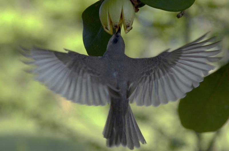 Bird eating fruit