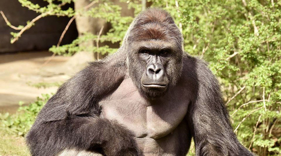 Haramabe